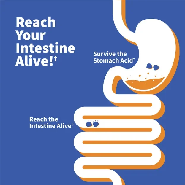 Garden of Life Dr. Formulated Probiotic Gummy Orange Dream - 10 billion - 60 Gummies