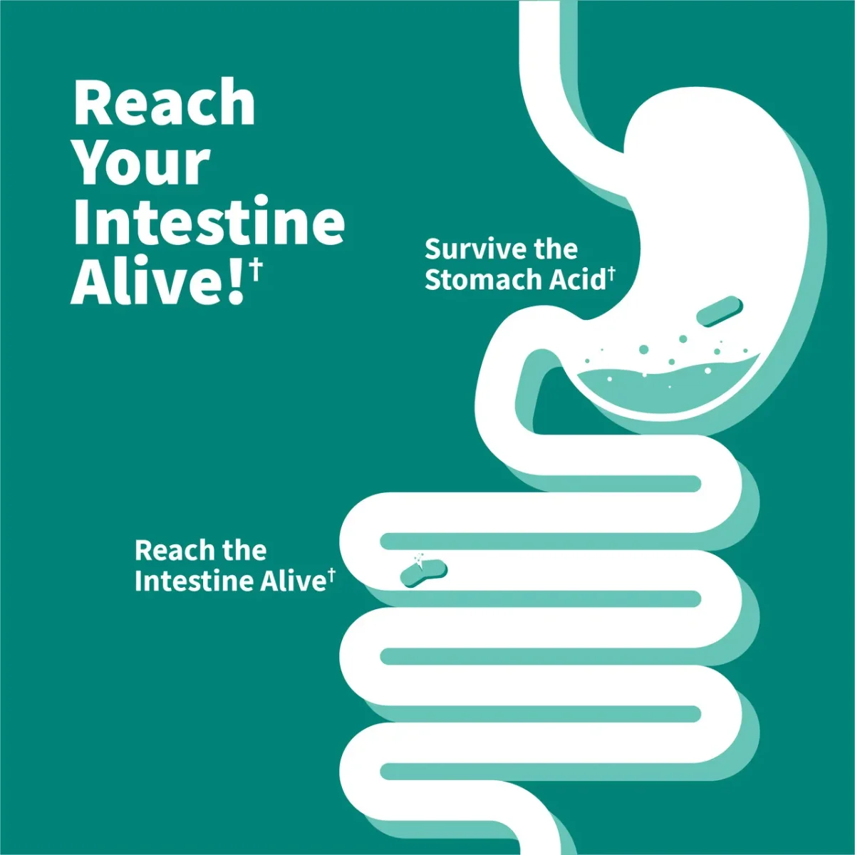 Garden of Life Dr. Formulated Probiotics Calm Pre + Pro + Postbiotics - 50 billion - 30 Vegetarian Capsules