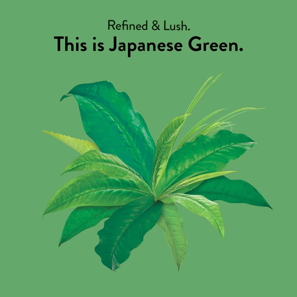 Choice Organics Japanese Green Tea - 16 Tea Bags