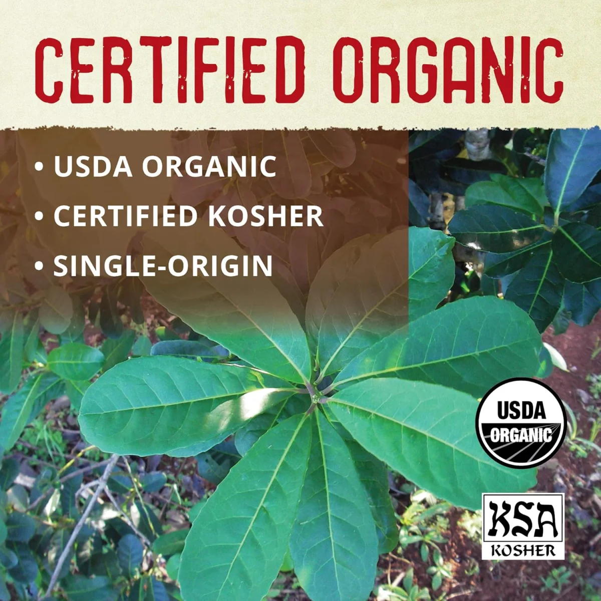 Eco Teas Organic Yerba Mate, Unsmoked Loose Tea - 1 lb