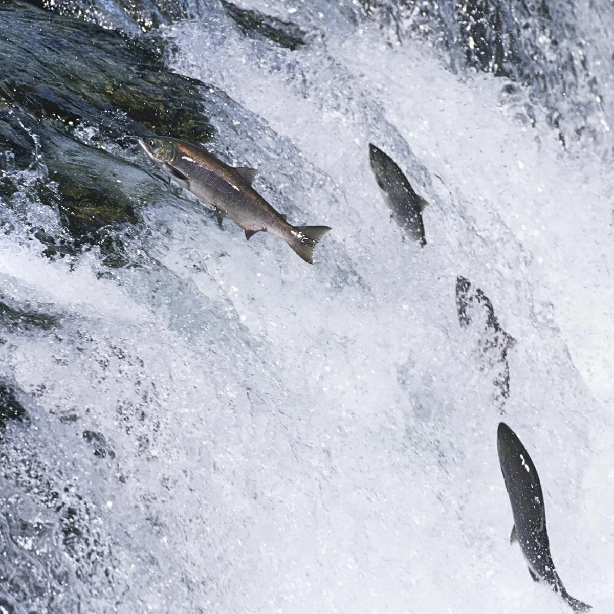 Epic Smoked Salmon Filet Strip with Maple 