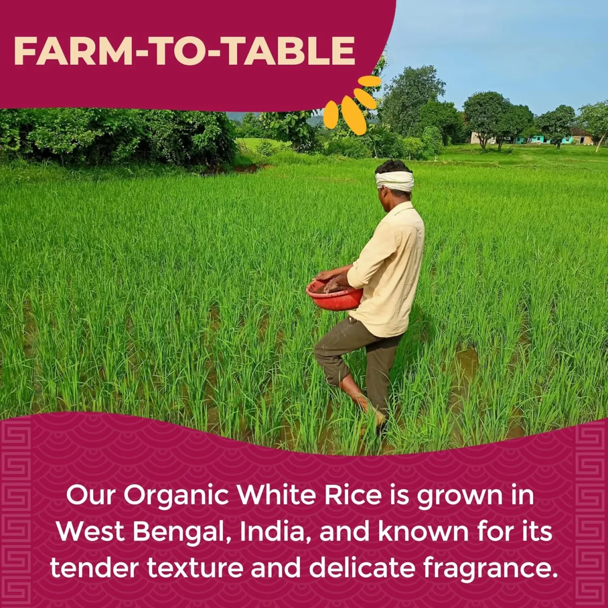 Lotus Foods Organic White Jasmine Rice Heat & Eat Pouch - 8 oz