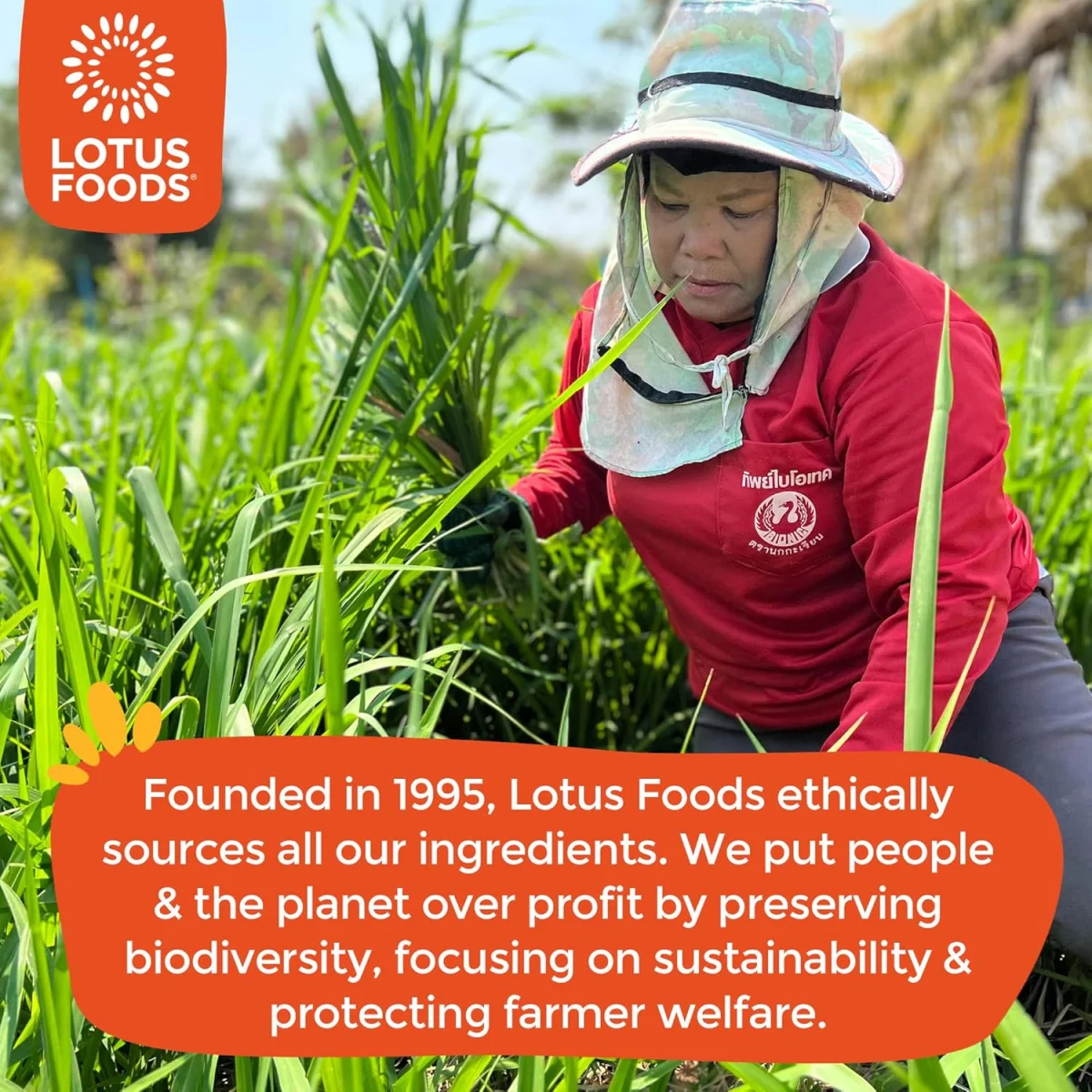 Lotus Foods Organic Millet & Brown Rice Ramen Noodles - 10 oz