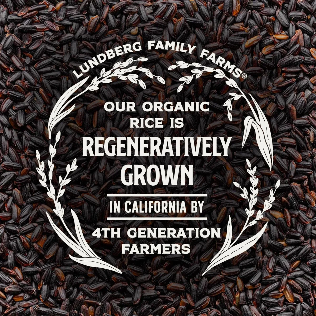 Lundberg Organic Black Pearl Rice - 16 oz