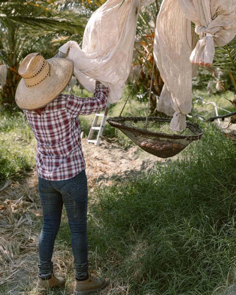 United With Earth Organic Medjool Dates - 1 lb